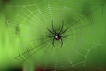 http://wischool.net/2015_WIS/Quran/spider.jpg